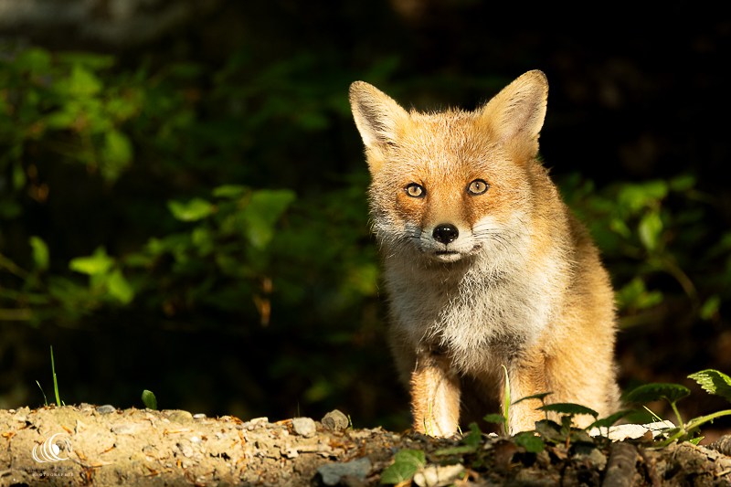 Renard roux, Vaud