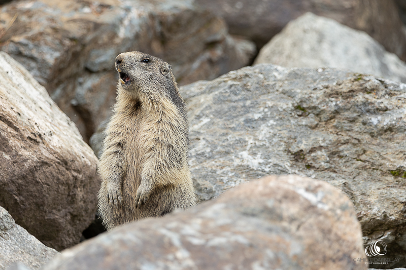 Marmotte des Alpes, Valais