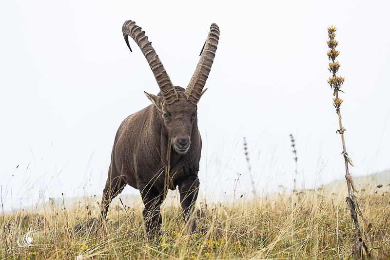 Bouquetin ♂, Neuchâtel